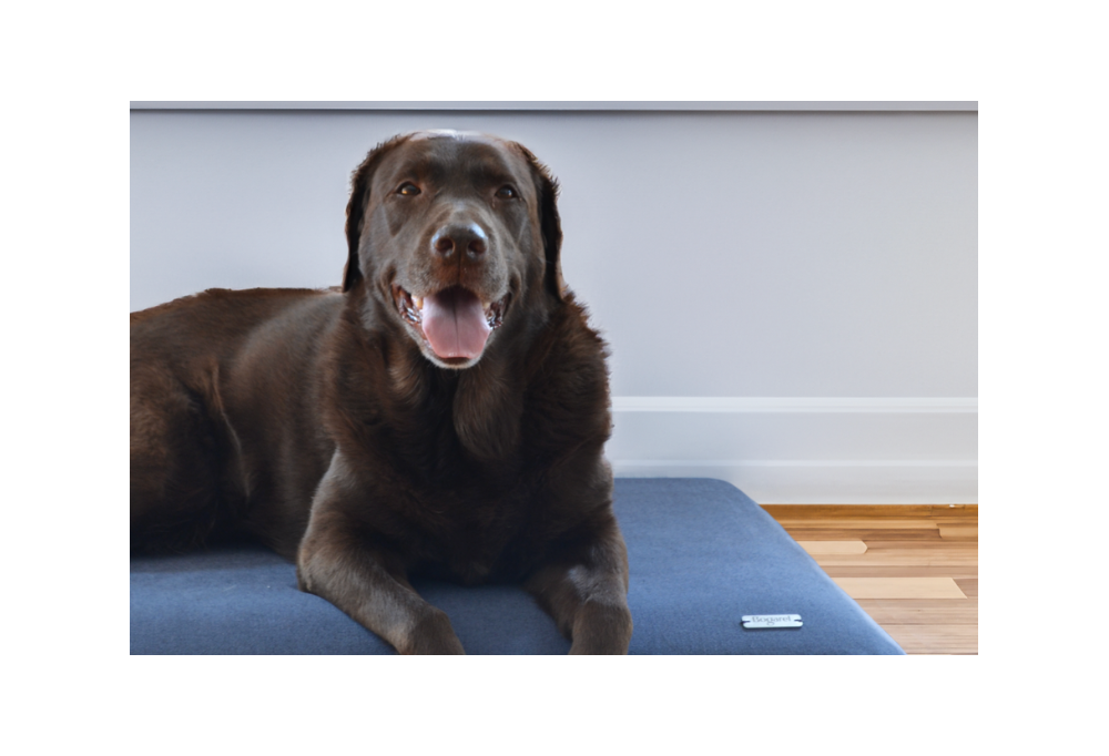 Choisir le meilleur panier pour chien ou chat 